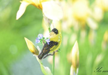 Брошь- птица из бисера, с пайетками и канителью "Чижик"