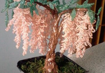 Деревце ГЛИЦИНИЯ ПЕРСИКОВАЯ