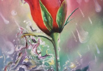 Роза под дождём