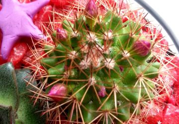 "Цветущий мир"