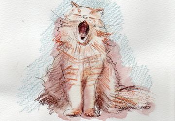 Открытка "котик"