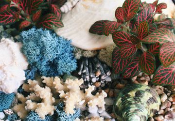 ФЛОРАРИУМ LIVING OCEAN RED