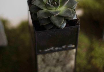 ФЛОРАРИУМ WHITE THRONE