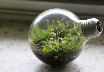 Как создать мини-садик в лампочке
