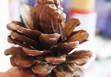 Цветы циннии из сосновых шишек!