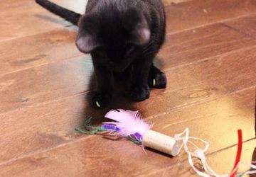 Игрушки для котят из винных пробок!