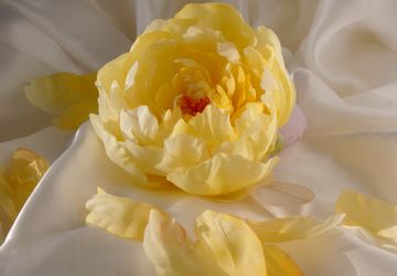 Пион Солнце