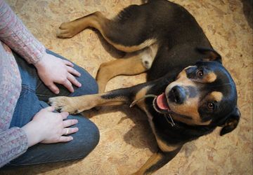 День Хвоста