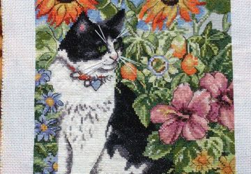 Кот на прогулке