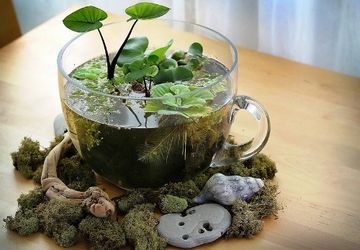 Мини-сад на рабочий стол