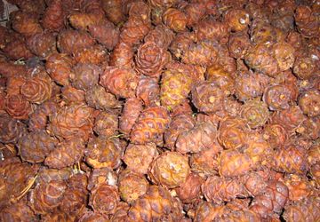 Шишки стланника