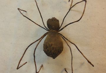 Жучки-паучки