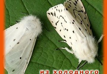 Украшения своими руками