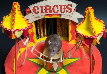 Old circus.Миниарт