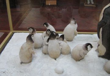 Рисование в Зоологическом музее