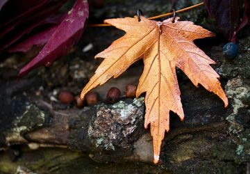 Выставка-ярмарка "Созвездие мастеров"