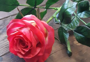 Неувядающие цветы