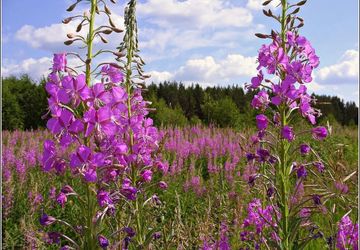 Копорский чай - собираем и готовим в Ковдоре