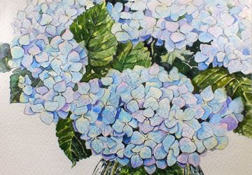 " Гортензия в цвету "