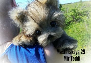 Йоркширский терьер