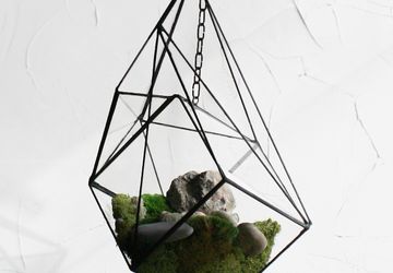 ФЛОРАРИУМ LARRY ON THE GALLOWS