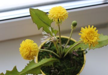 Одуванчики из полимерной глины (холодного фарфора)