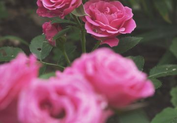 Выставка картин художника Эдгара