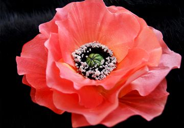 Заколка и Брошь в одном Мак Алый