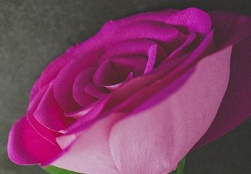 Розы из бумаги своими руками