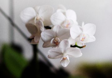 ФЛОРАРИУМ ORCHID IN PAPADIMAS