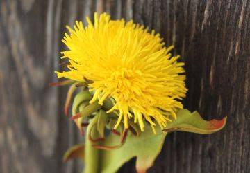 Ярмарка чудес 2017