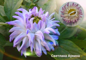 Резиночка для волос