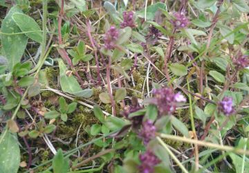 Гидролат чабреца