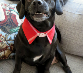 Стильный воротник для кошек и собак.