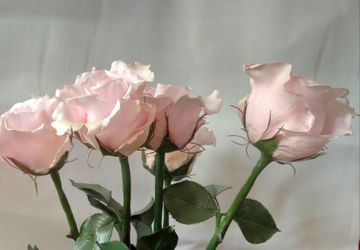 Розы из фоамирана