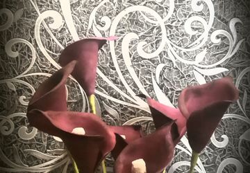 Каллы из фомиарана