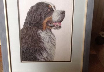 картина"Бернский зенненхунд "