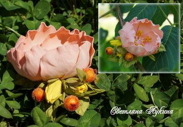 Зажим для волос.