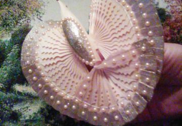 Птица с золотым оперением.