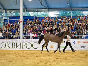 Эквирос осень 2015года