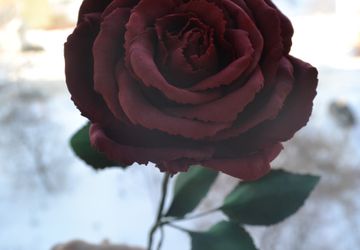 Роза на стебле из фоамирана "Бордо"