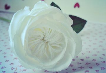 Пионовидная роза