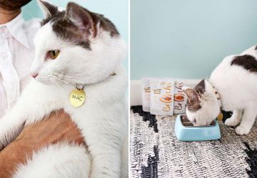 Как сделать ошейник с медальоном для кошки