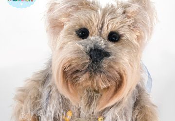 Собачка Йорк вязаная (на Заказ)