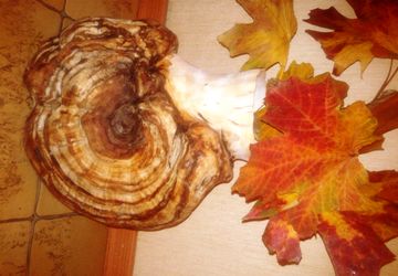 Ваза Рококо