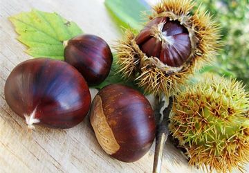 Поделки из каштанов