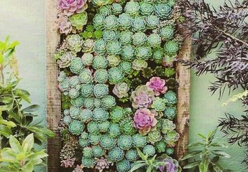 Вертикальный сад из суккулентов или живые картины