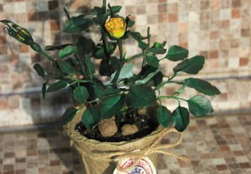 Роза в горшке