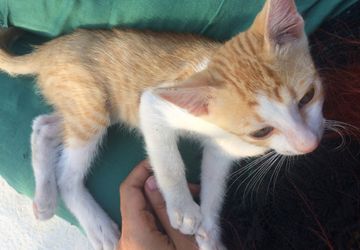 Фестиваль бездомных животных "ХОЧУ ДОМОЙ"