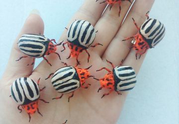 Колорадский жук брошь